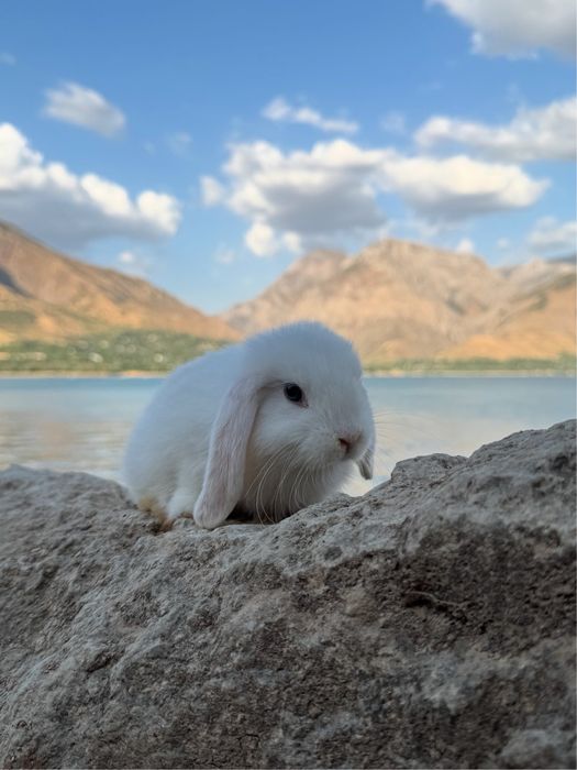 QUYON KARLIK . Кролик Карликовый