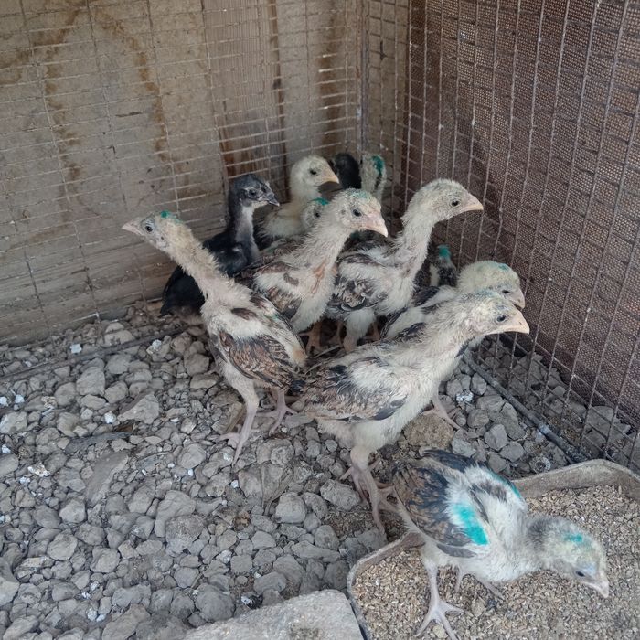 Дакан тауыктары сатылады.