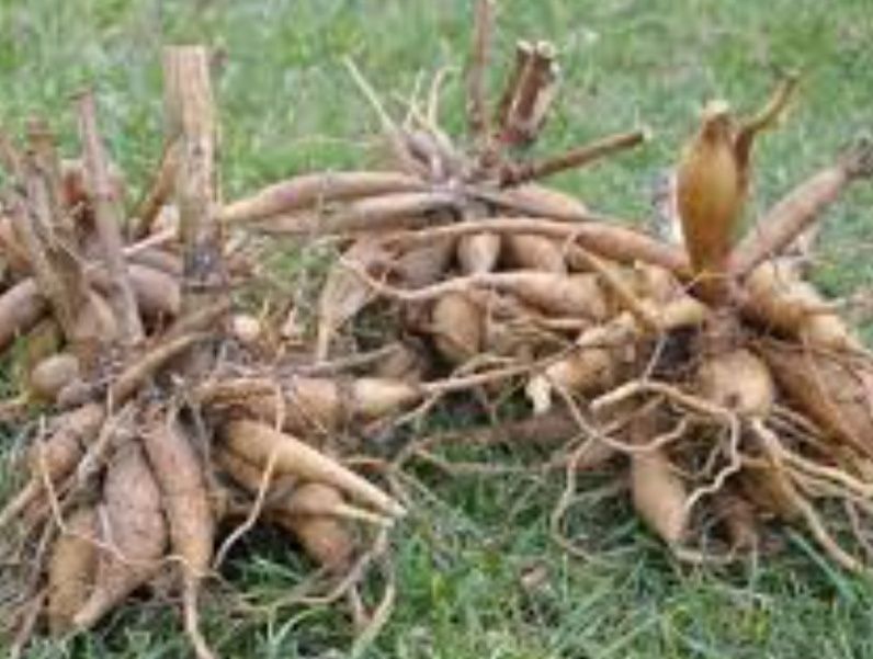 Клубни георгинов