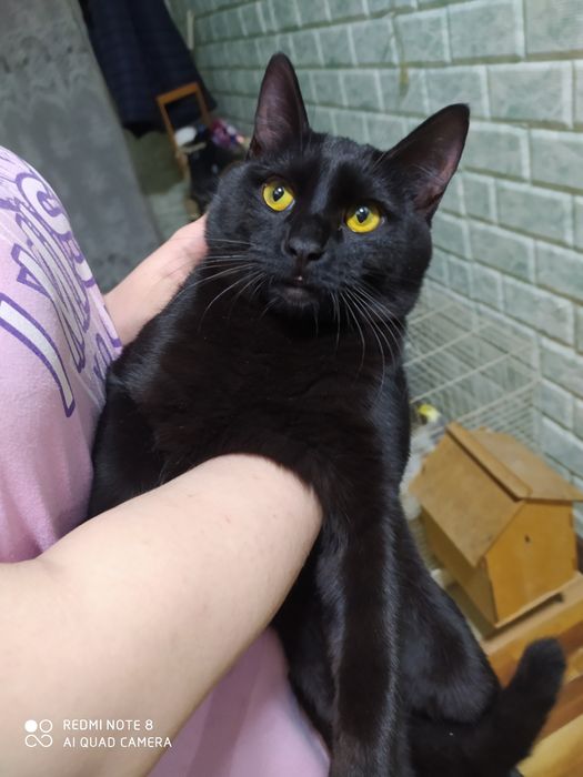 Домашние животные