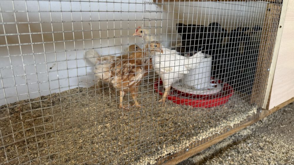 Цыплята -несушки