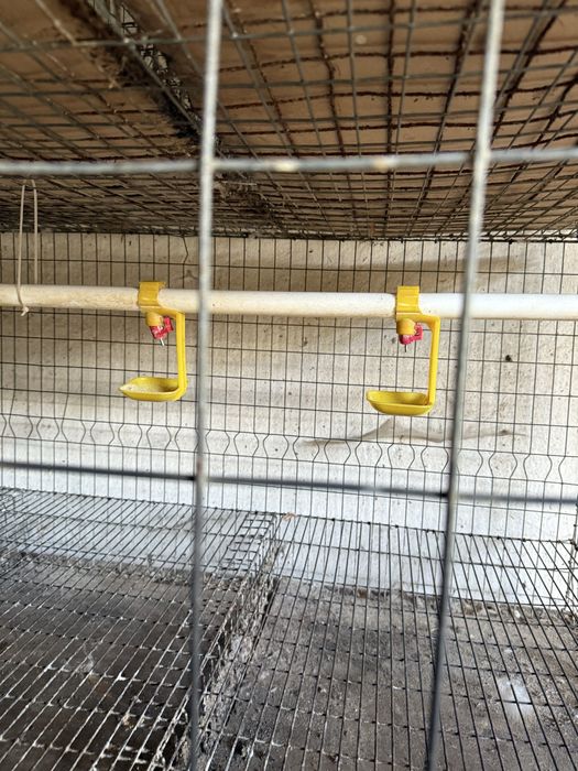 Custi  gaini ouatoare