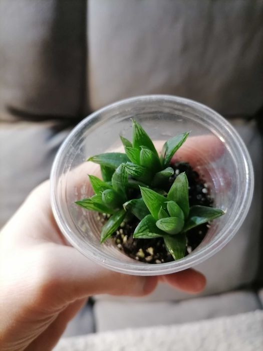 Комнатные растения