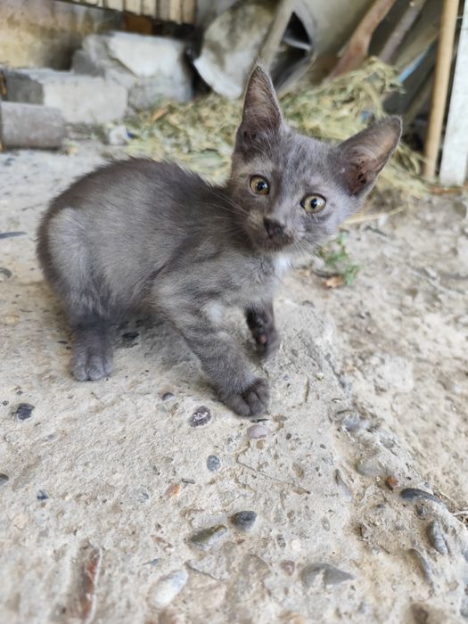 Котята в хорошие руки