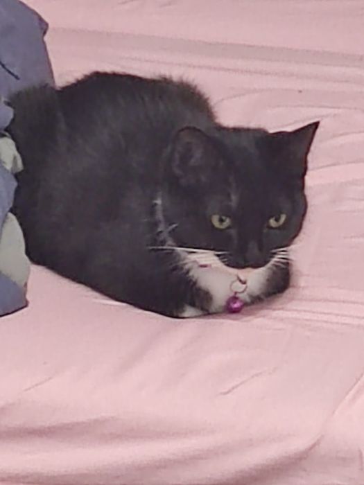 ПОТЕРЯЛАСЬ кошка ! Кличка Фанни