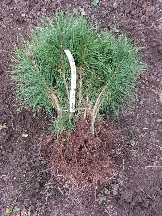 Puieti pin silvestru-Pinus sylvestris-calitate Premium,origine Romania