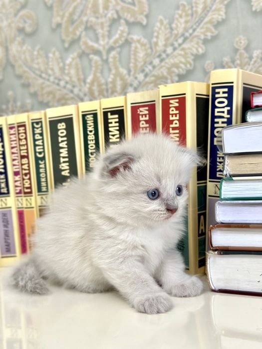 Котята вислоухие