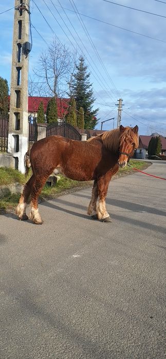 Vând manz de 1 an si 7 luni