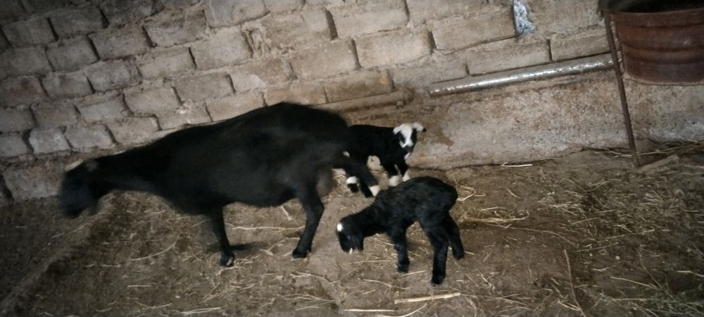 15 декабр да тугди