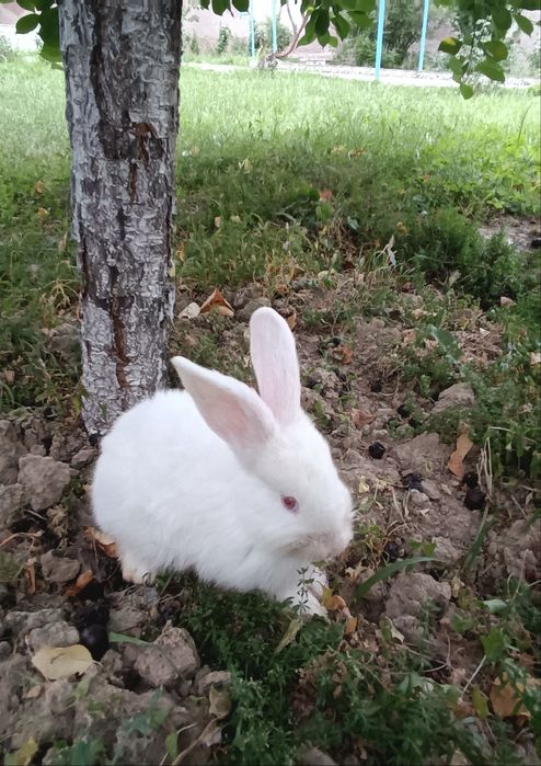 Продается зайчик Чирчик 50 тсч