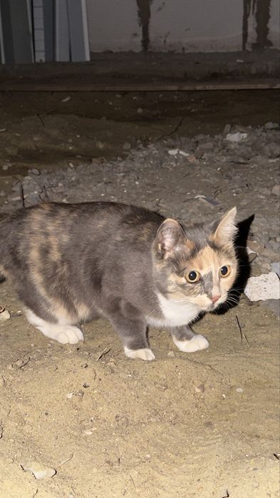 Отдам кошки в добрые руки