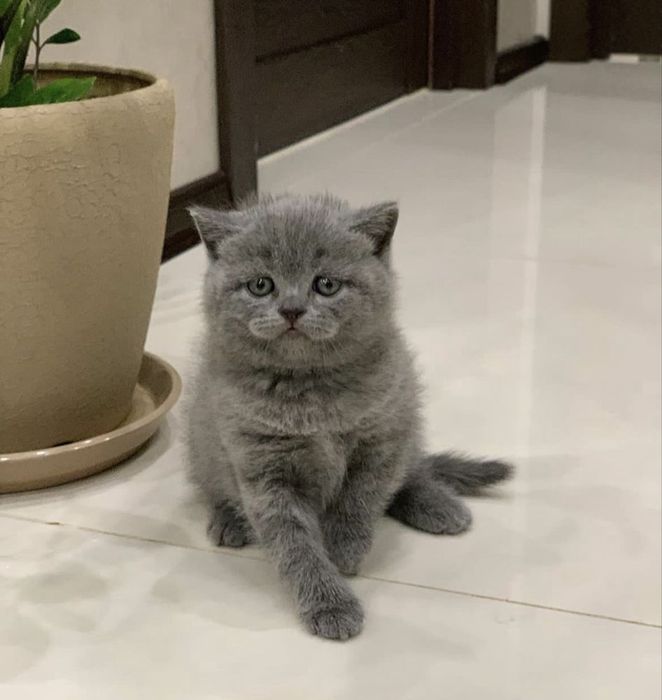 Британские котята
