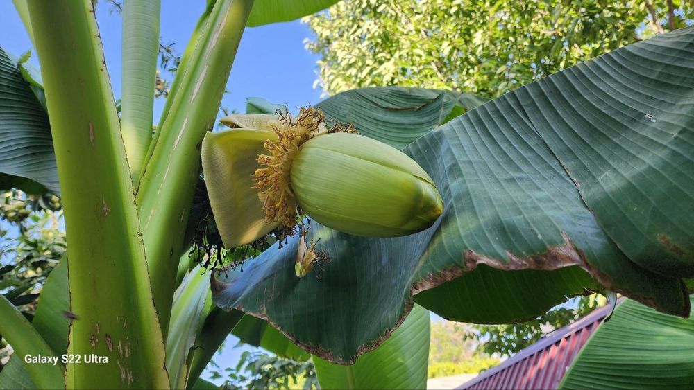 Banan daraxt / Банан дарахт KO'CHATLARI SOTILADI