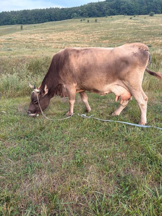 Vindem vaca cu vițel
