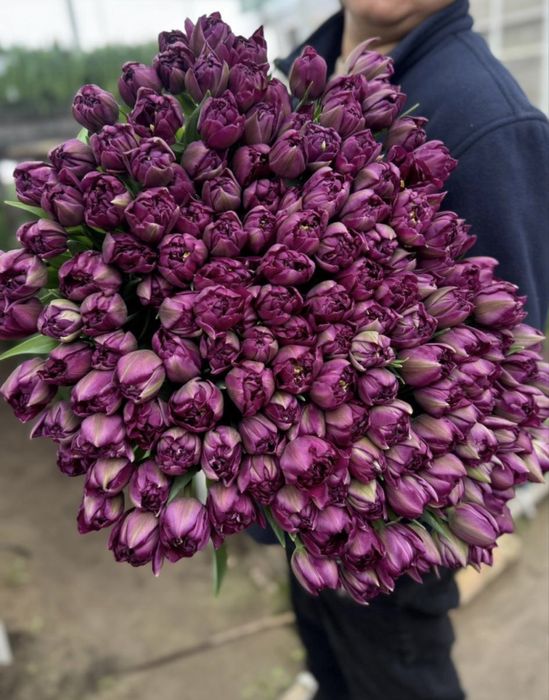 Тюльпаны беларусы 750