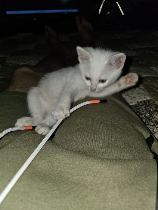 Котенца. Сивичко ,Беличко и два чернички...