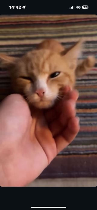 Отдам кошку бесплатно в добрые ручки