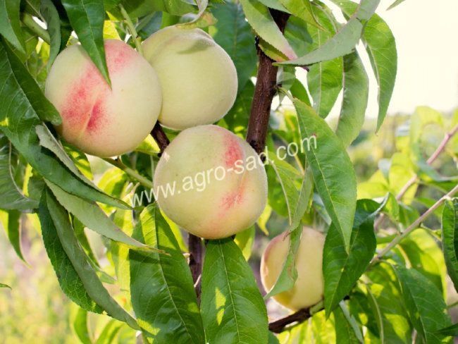 penklidi pol Karlik olma kochatlar bor