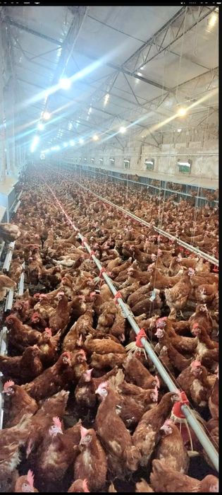 Găini Roșii Outoare