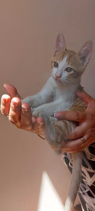 Рыжий котёнок  ищет себе любящий дом