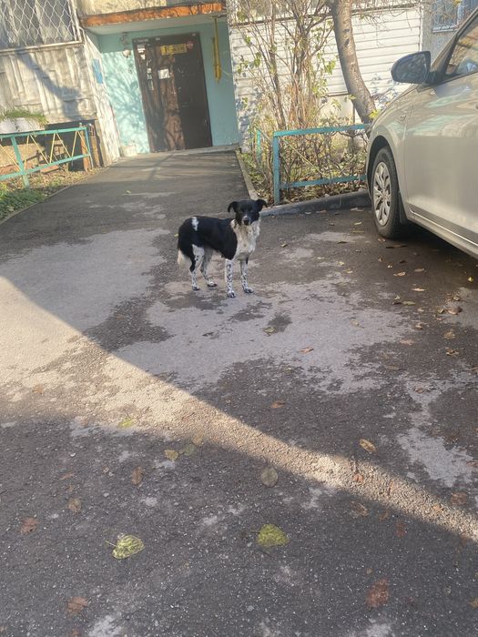 Нашли собаку