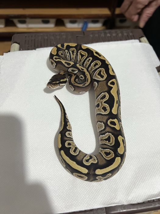 CornSnake & Piton Ball