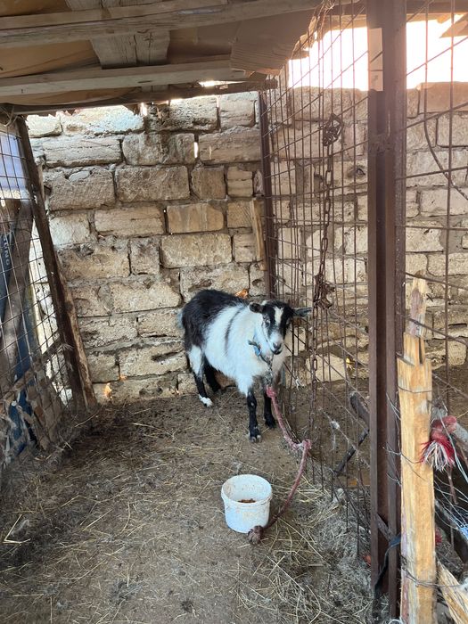 Ешкілер сатылады