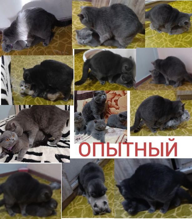 Вязка кота nasl olishga