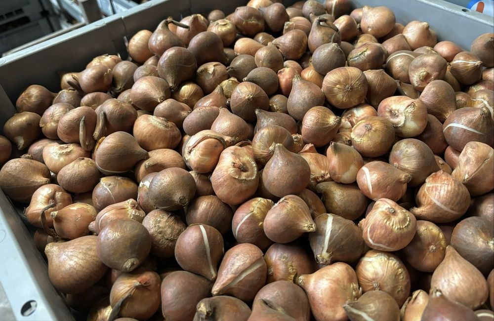 Луковицы тюльпанов оптом