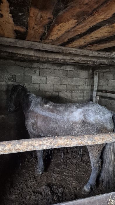 Откормленный мерен