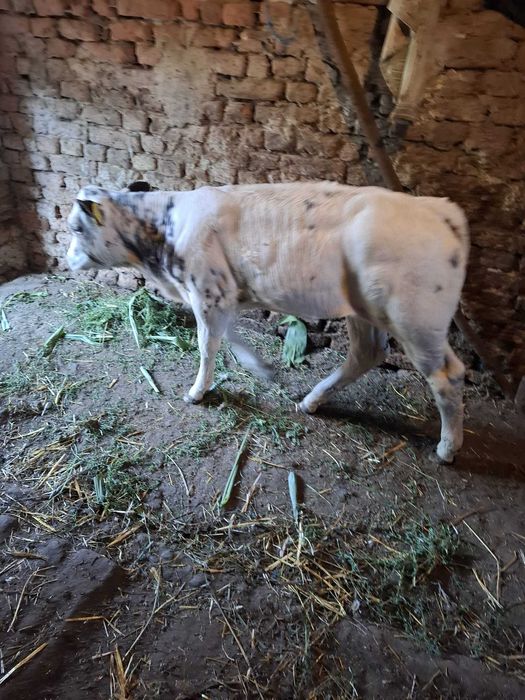 Vân vițel de carne