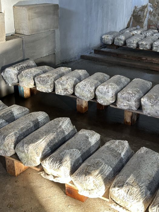 Грибы Вешенка сатылады