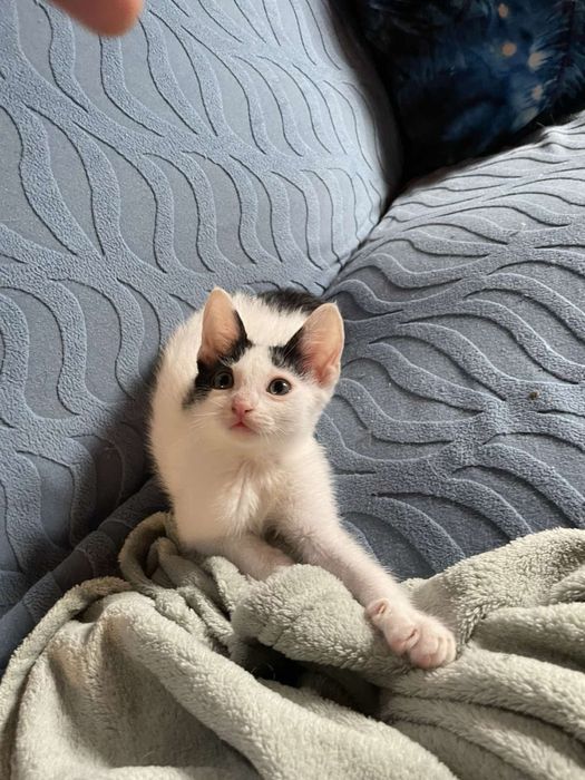 Женско котенце на 2 месеца