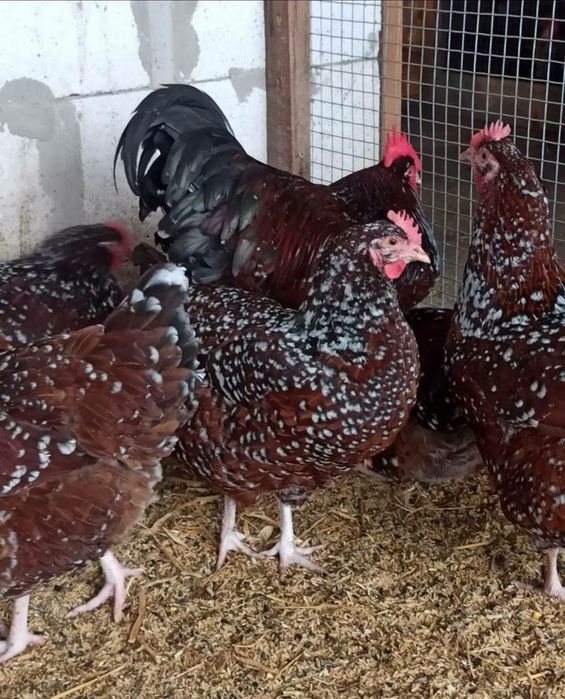 Првазной келган Зотли товуклар