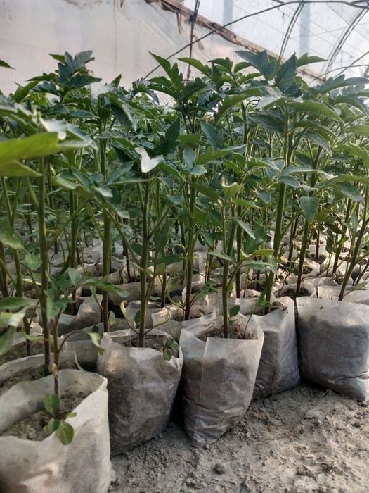 Pomidor  koʻchati sotiladi chinto