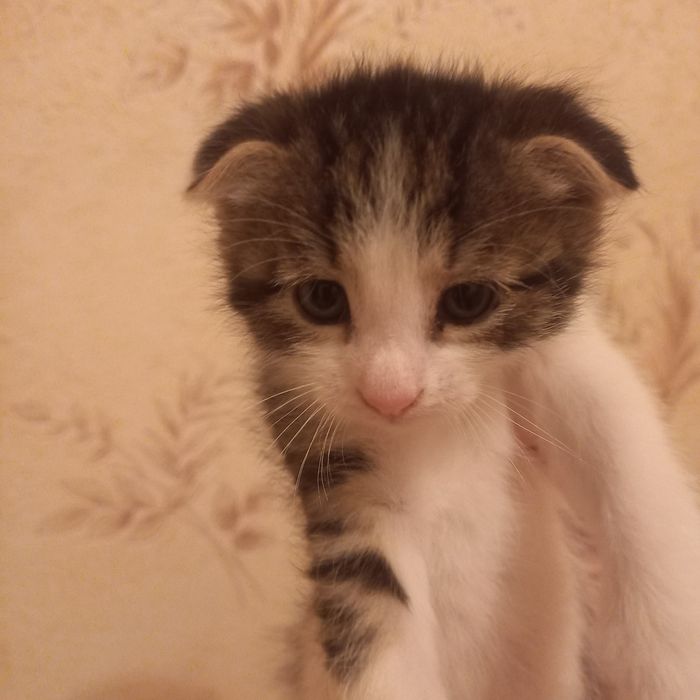 Породистые котята 1 месяц мальчики и девочки