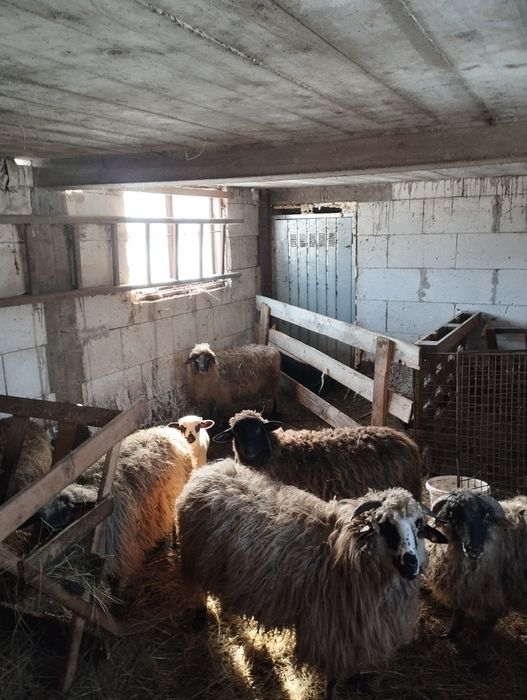 Vând oile din imagine