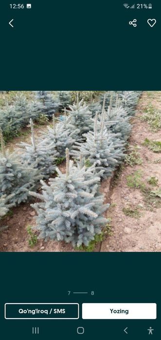 Gazon ekish Santexnik  ishlari