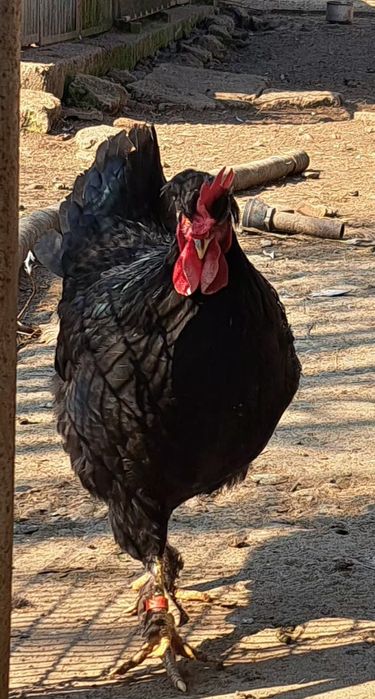 Петел Косовски певец