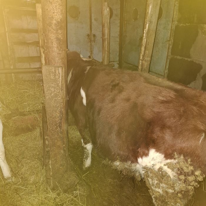 Продам коров бычков