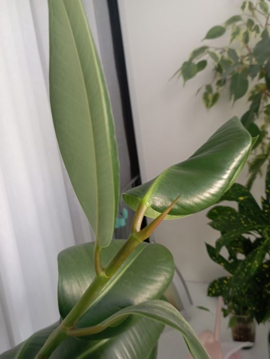 Продам цветы домашние фикус.