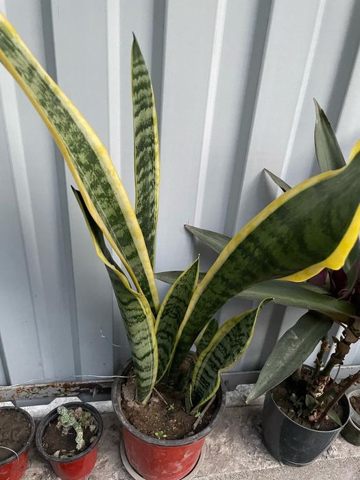 Продам комнатные цветы