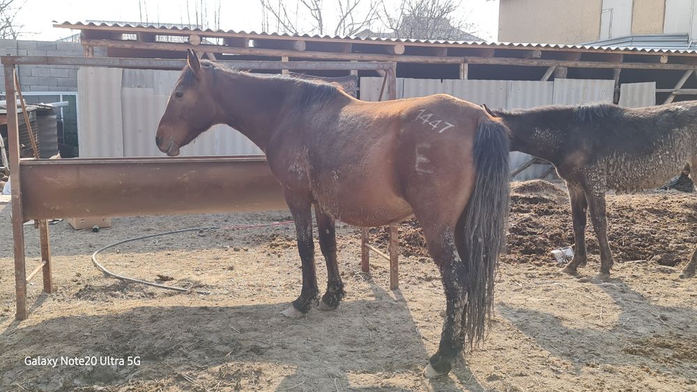 2 бас буаз бие сатылады