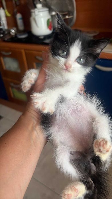 Отдам котенка в добрые руки
