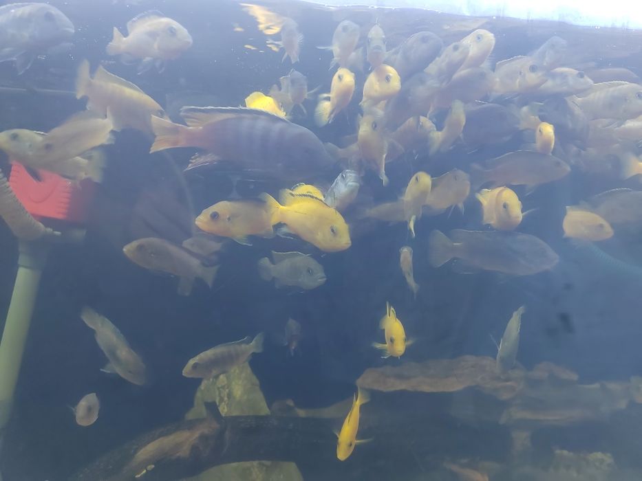 Рыбки Цехлилы продам