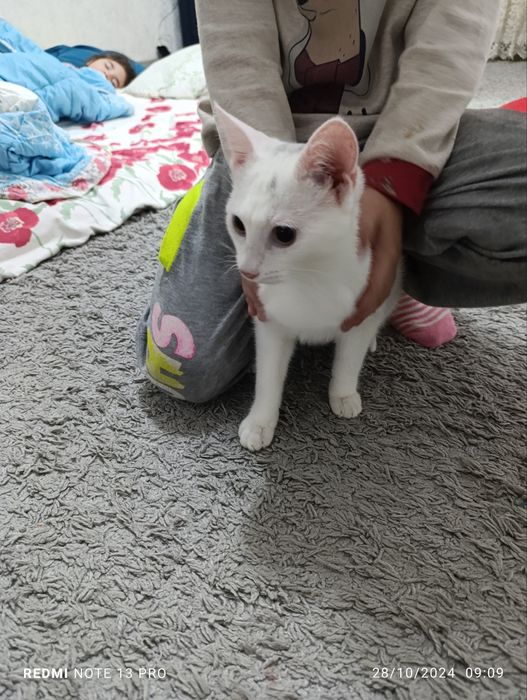 Продаются кот сфинкс и кошка,Джаспер 1 год,Муизза 8 месяцев