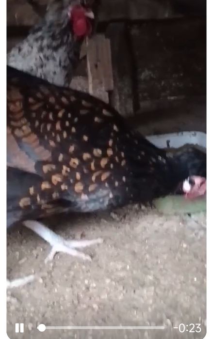 Oua din gainile din poze brahma ,motate ,paduana strumsky batan