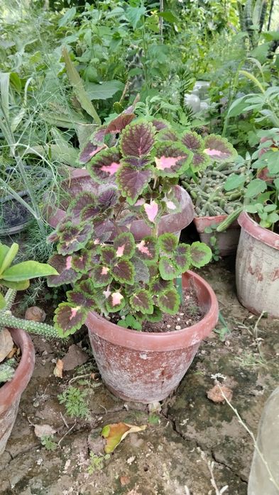 Xar xil turdagi gullar bor cheklanmagan soni narxini kelishamiz