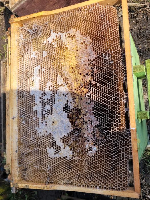 Vand 90 rame  crescute provenite de  la etaj