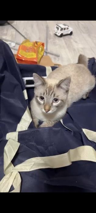 Отдам котика сиамского